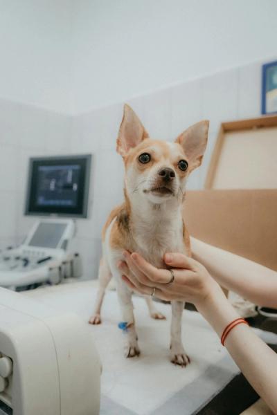 dog vets