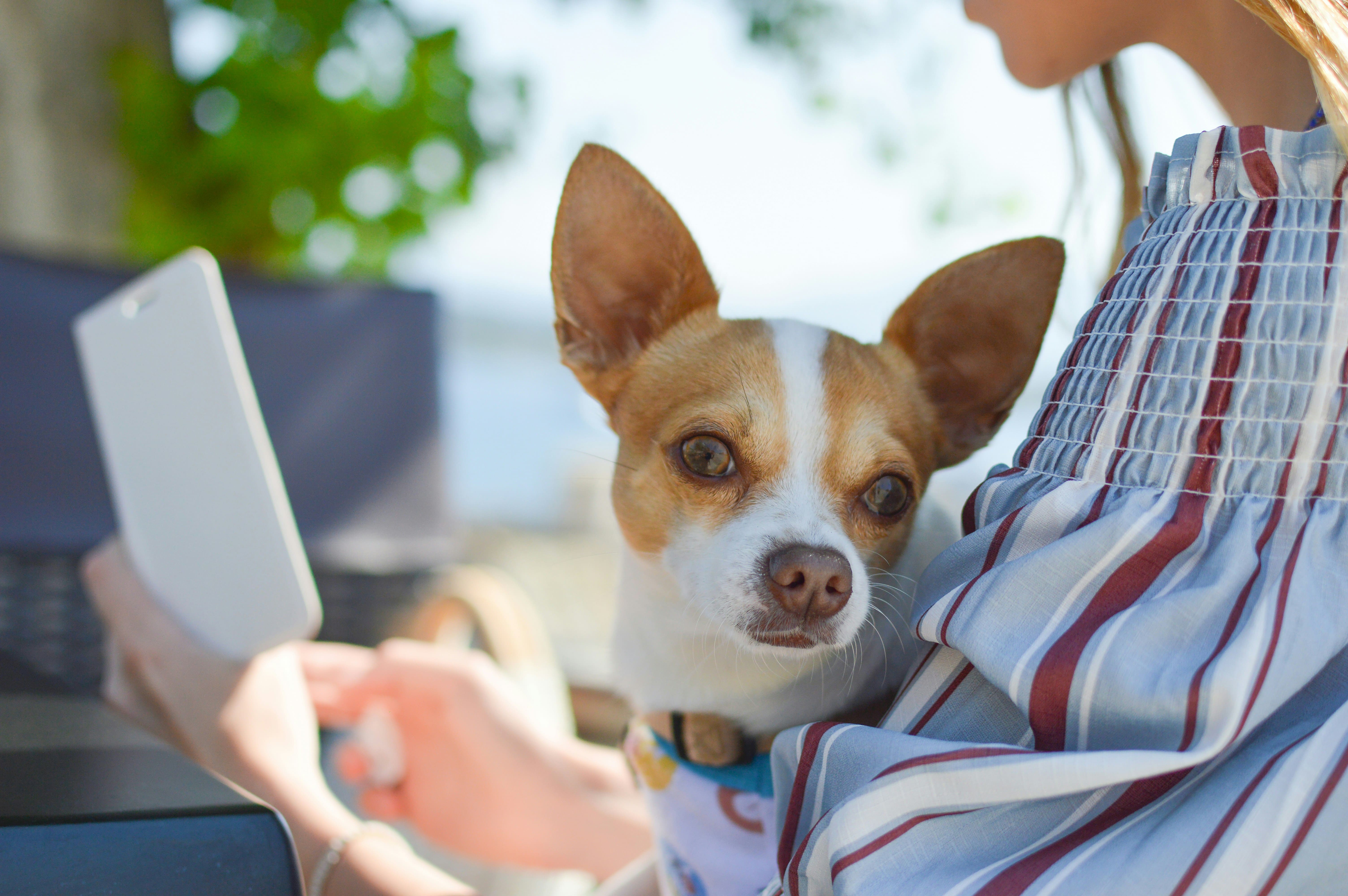 Pet Microchip Market Hits $444 Million. Lost Dogs Now 20X More Likely to Come Home