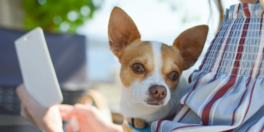 Pet Microchip Market Hits $444 Million. Lost Dogs Now 20X More Likely to Come Home
