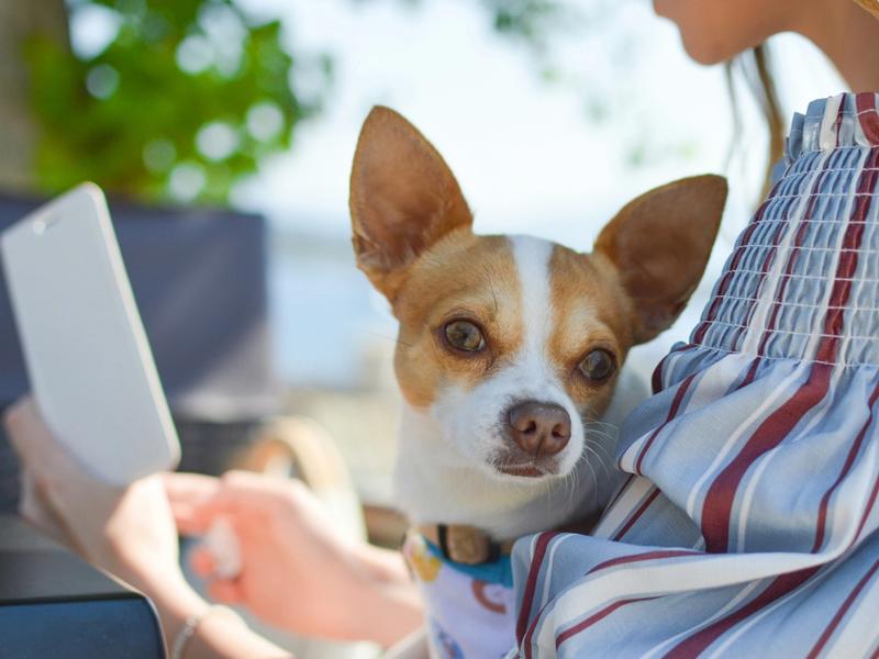 Pet Microchip Market Hits $444 Million. Lost Dogs Now 20X More Likely to Come Home