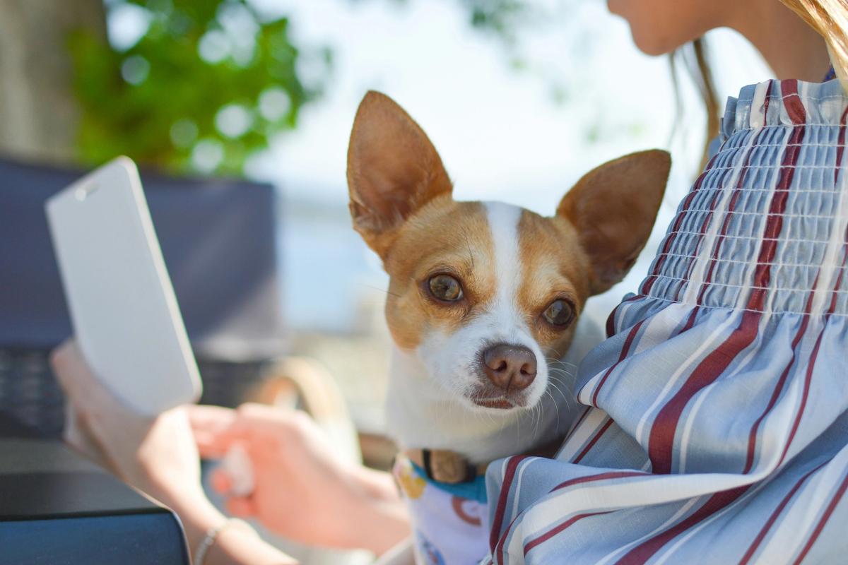 Pet Microchip Market Hits $444 Million. Lost Dogs Now 20X More Likely to Come Home