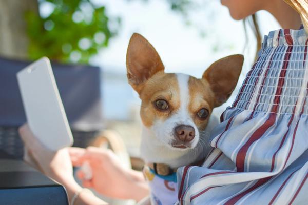 Pet Microchip Market Hits $444 Million. Lost Dogs Now 20X More Likely to Come Home