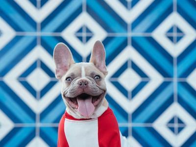 French Bulldog