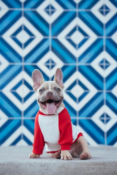 French Bulldog