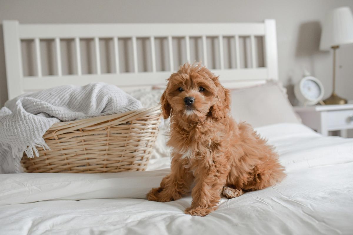 Doodles Have More Behavioral Problems Than Purebreds, New Study Shows