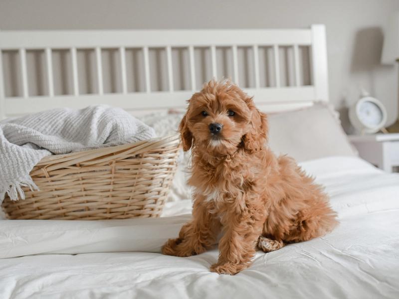 Doodles Have More Behavioral Problems Than Purebreds, New Study Shows
