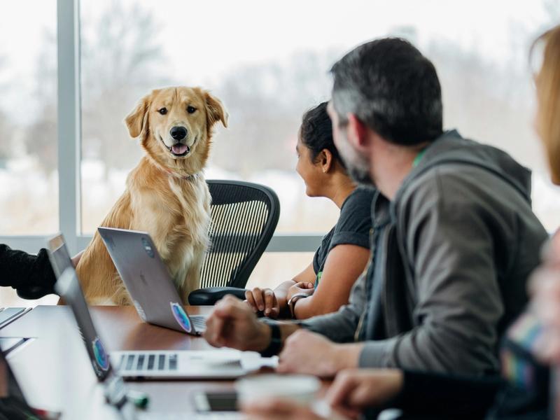 88% of Employees in Dog-Friendly Offices Plan to Stay. Companies See It as Retention Tool