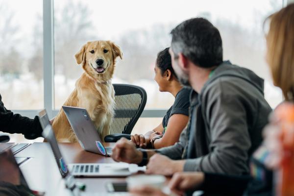 88% of Employees in Dog-Friendly Offices Plan to Stay. Companies See It as Retention Tool