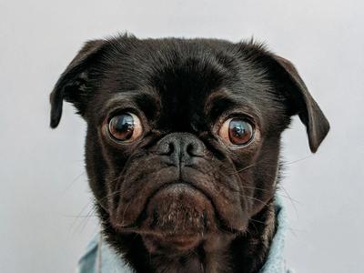 Toshi (black pug) wearing my pilot jacket