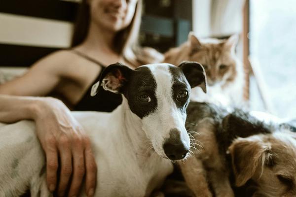 Small Dog Adoptions Are Up 6%. Large Dogs Are Being Left Behind