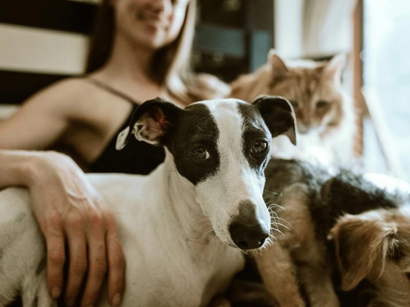 Small Dog Adoptions Are Up 6%. Large Dogs Are Being Left Behind
