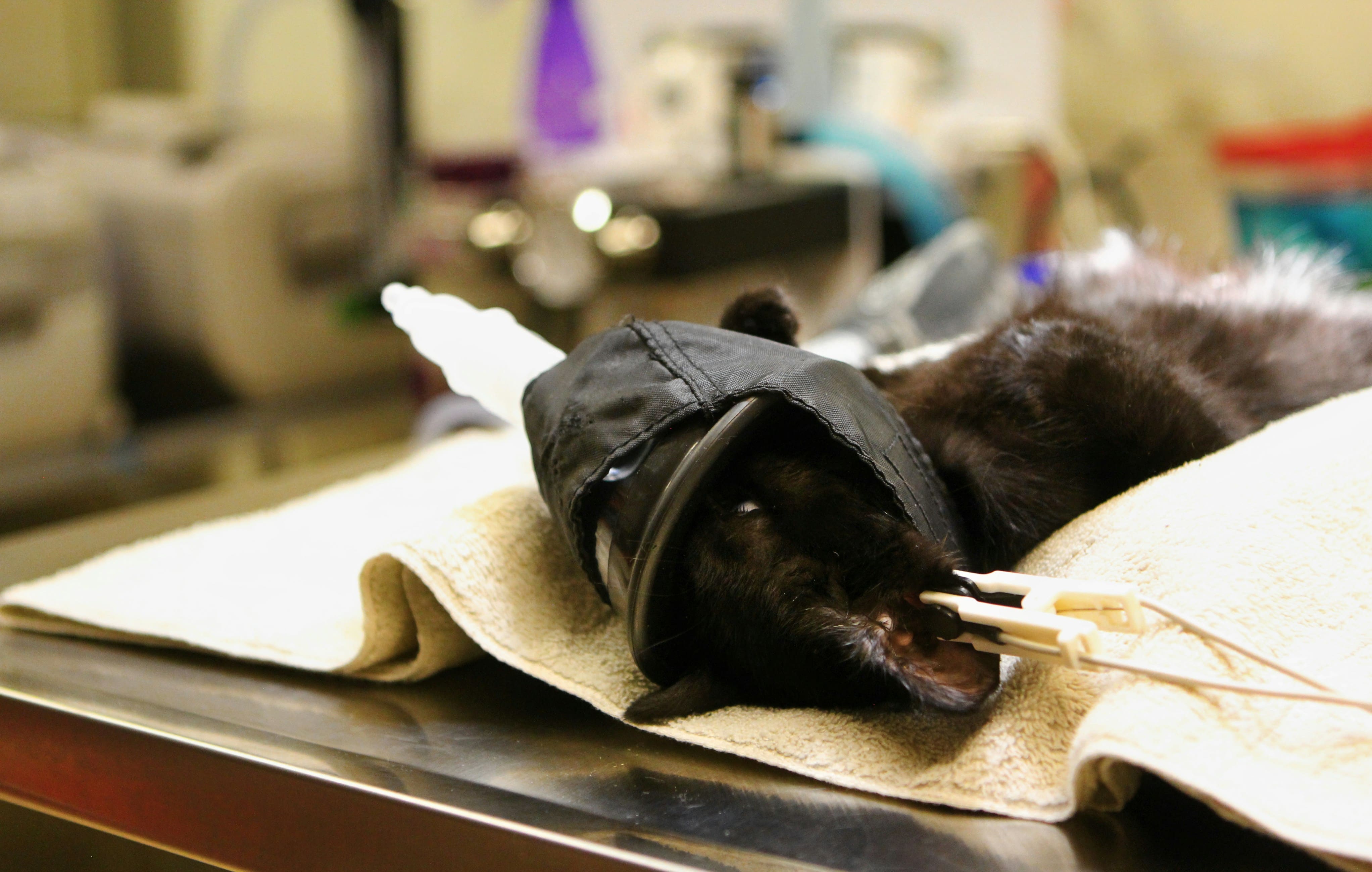 dog in bad condition at the vet
