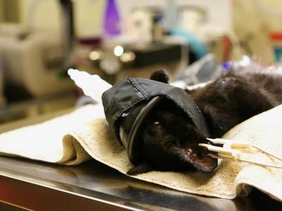 dog in bad condition at the vet