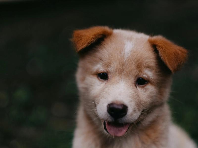 78% of Vet Visits Can Now Happen From Your Couch. Eight States Made It Legal in 2026