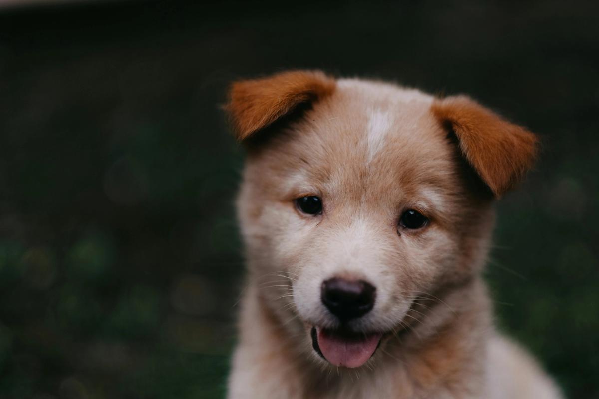 78% of Vet Visits Can Now Happen From Your Couch. Eight States Made It Legal in 2026