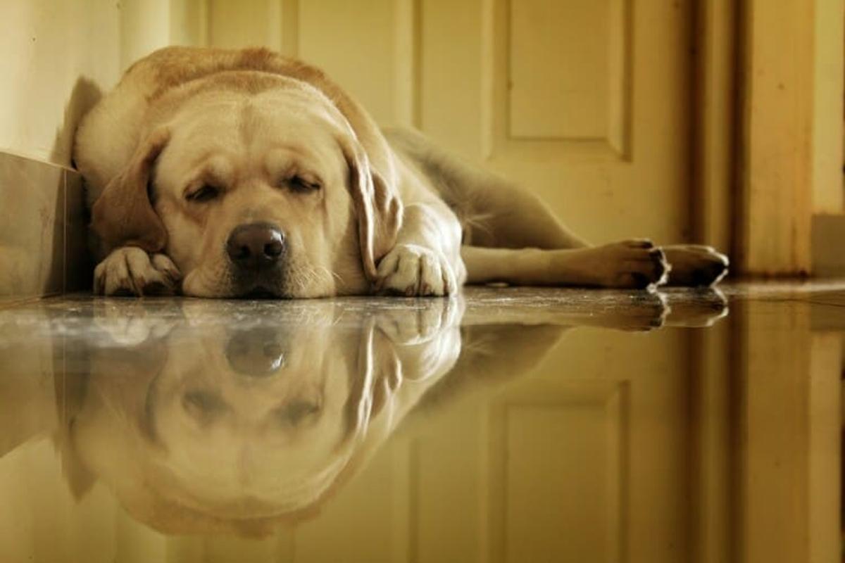 a sleepy dog on the floor