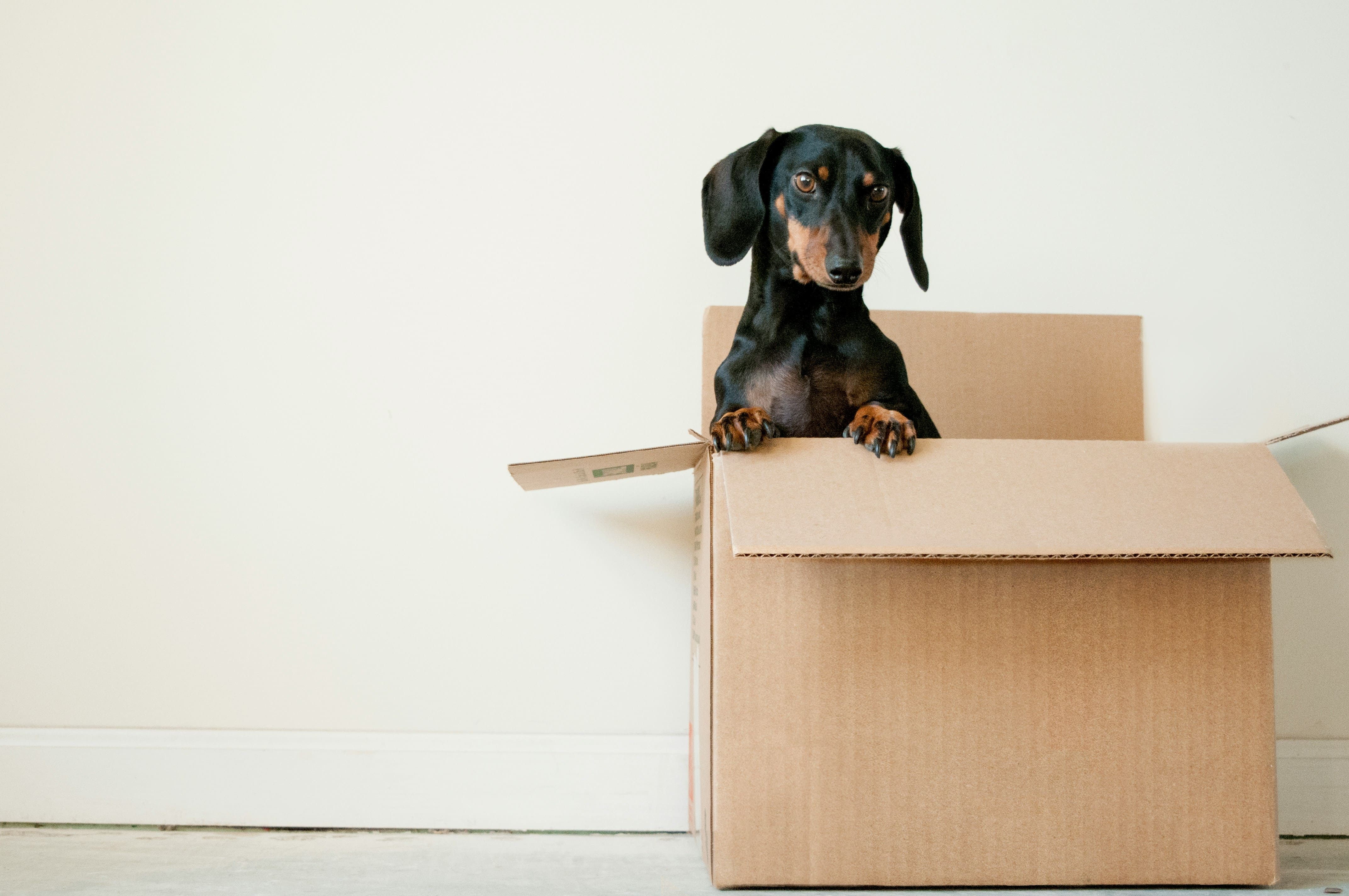 Emotional Support Dog Letters Now Cost $149 Online. Therapists Say It's Creating a Problem