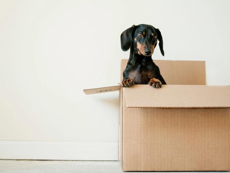 Emotional Support Dog Letters Now Cost $149 Online. Therapists Say It's Creating a Problem