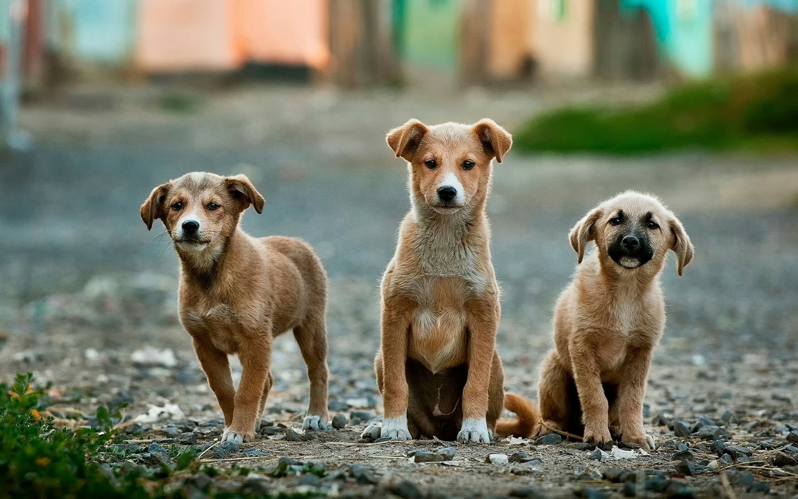 28,450 Claims. Why Dog Bite Liability Just Became Every Owner's Problem.
