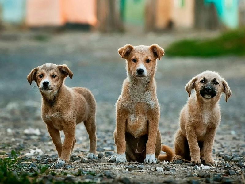 28,450 Claims. Why Dog Bite Liability Just Became Every Owner's Problem.