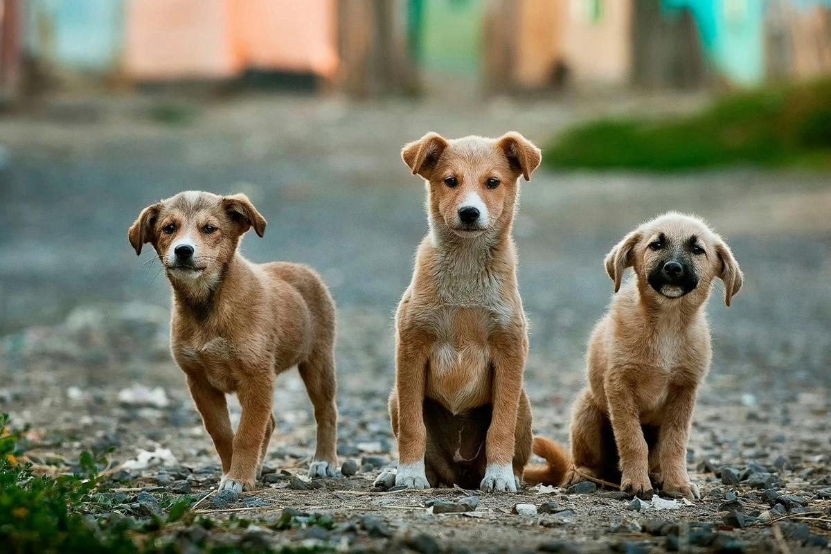 28,450 Claims. Why Dog Bite Liability Just Became Every Owner's Problem.