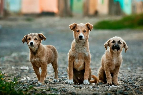 28,450 Claims. Why Dog Bite Liability Just Became Every Owner's Problem.