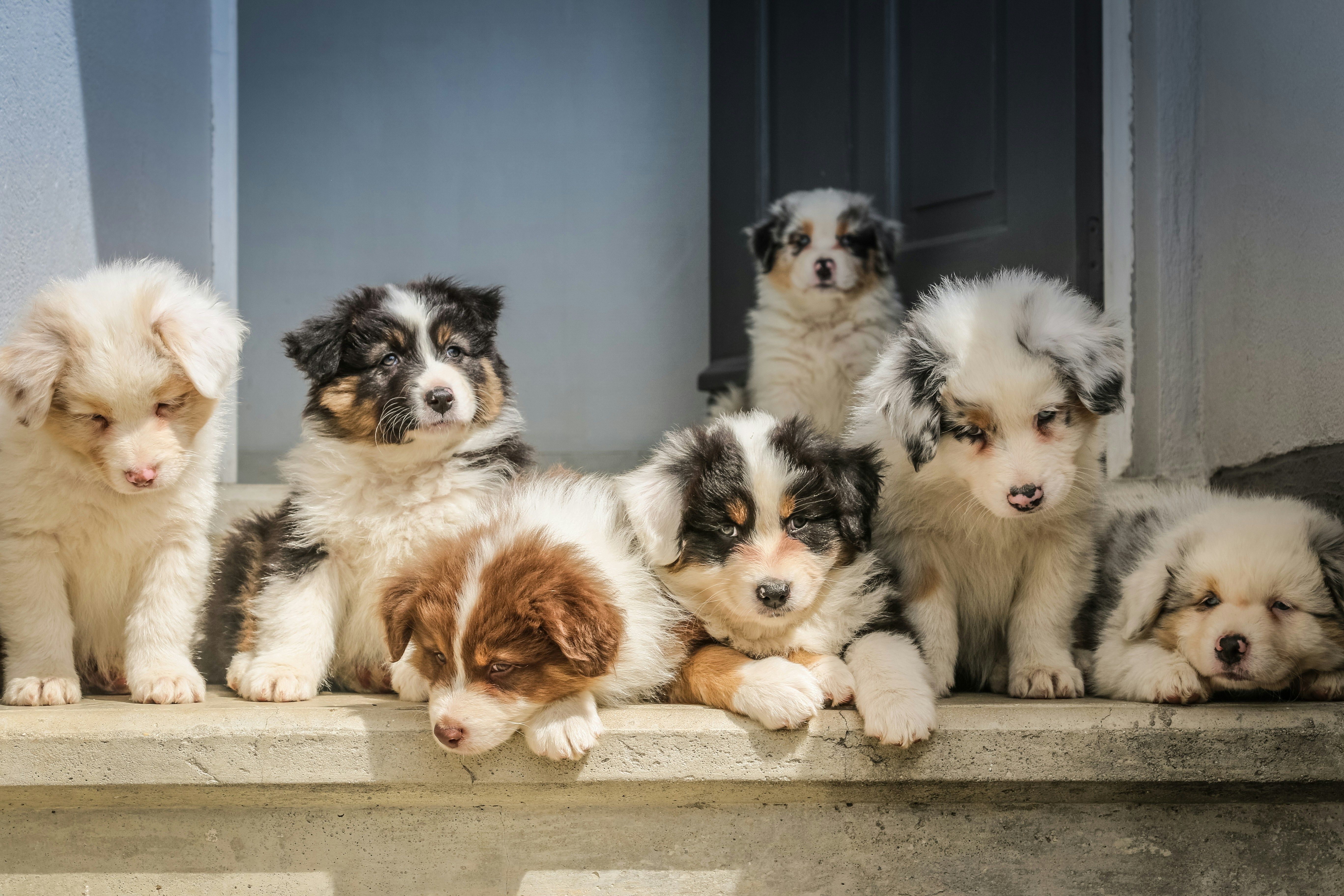 50,000 Dog Owners Called Their Dog Aggressive. 9 Out of 10 Were Wrong