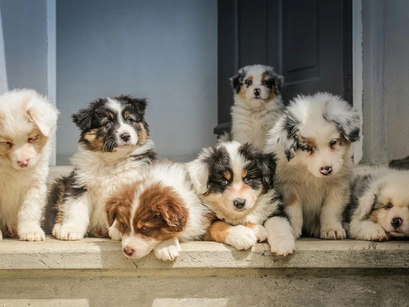 50,000 Dog Owners Called Their Dog Aggressive. 9 Out of 10 Were Wrong