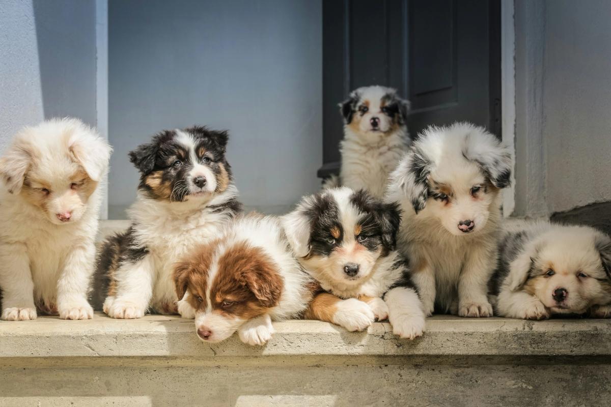 50,000 Dog Owners Called Their Dog Aggressive. 9 Out of 10 Were Wrong