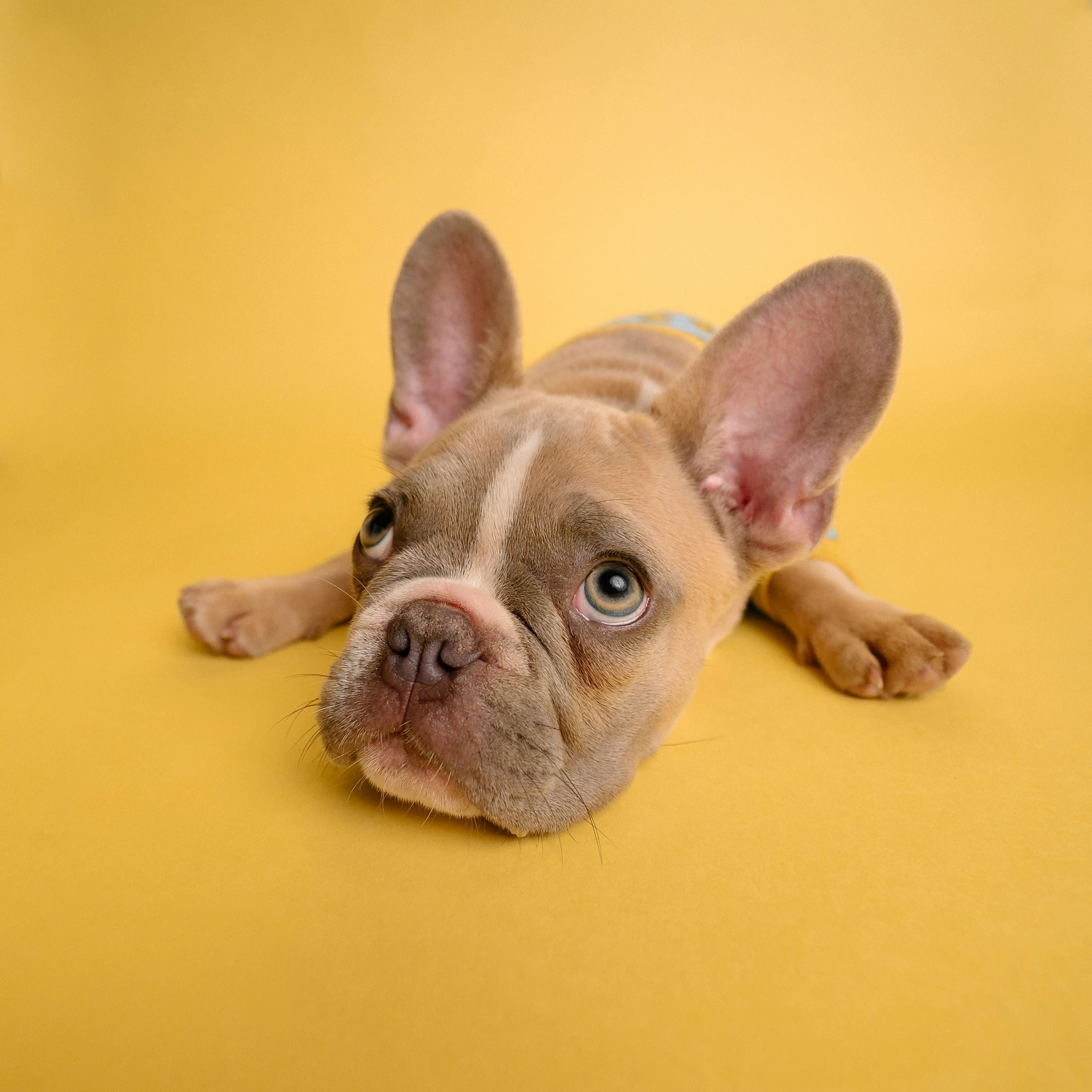 French Bulldog Stays #1 for Fourth Year. Dachshund Breaks Into Top 5 for First Time