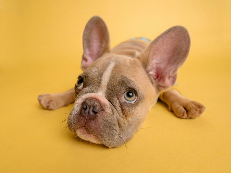 French Bulldog Stays #1 for Fourth Year. Dachshund Breaks Into Top 5 for First Time