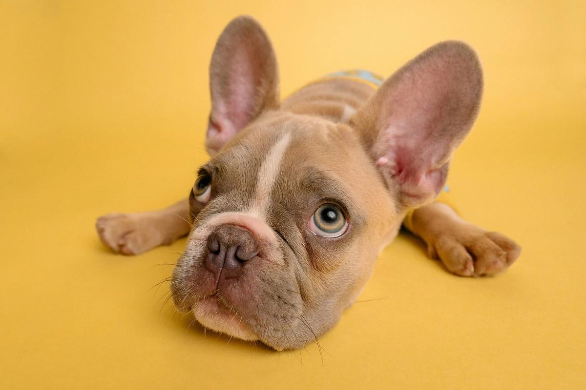 French Bulldog Stays #1 for Fourth Year. Dachshund Breaks Into Top 5 for First Time
