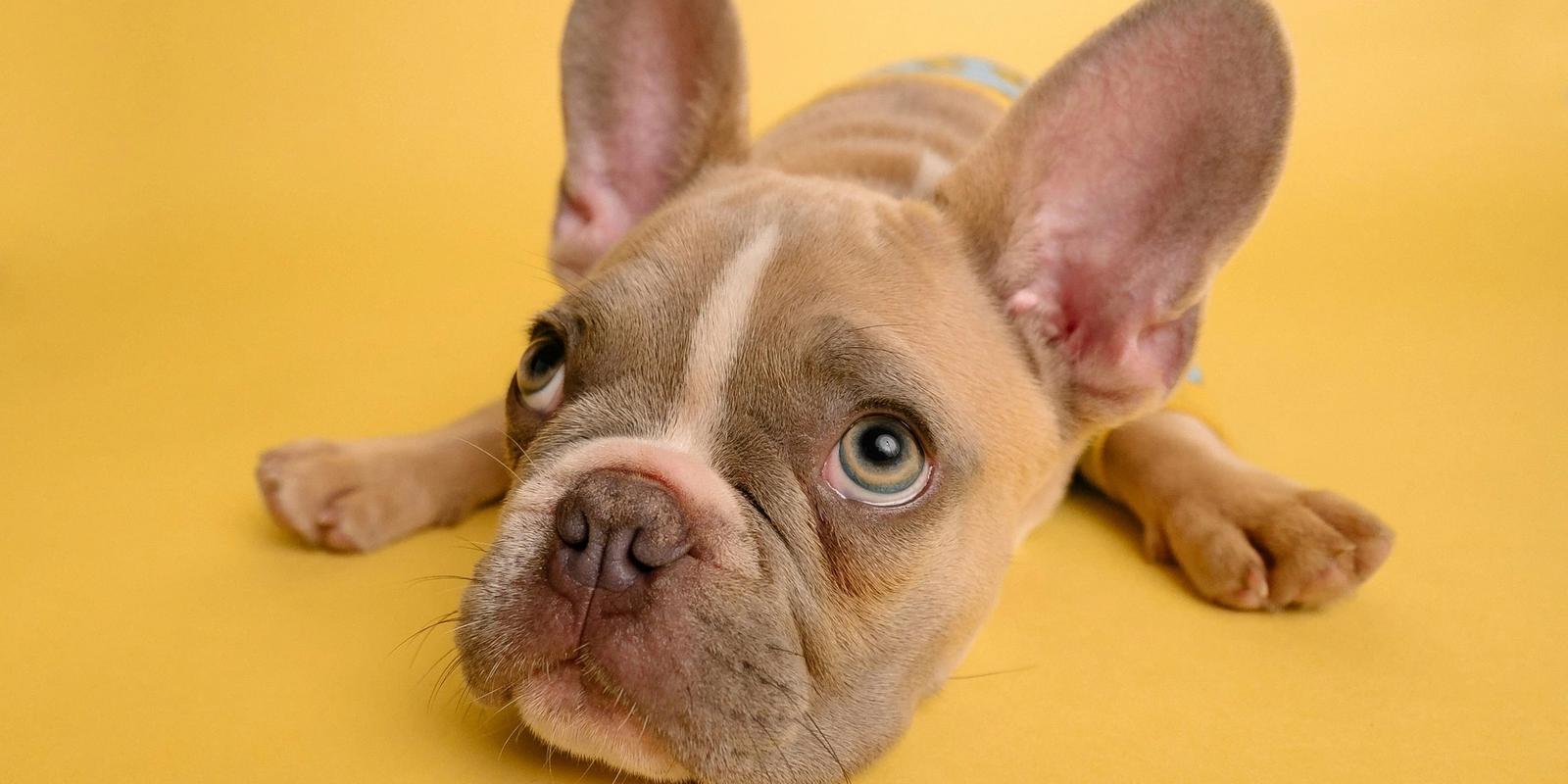 French Bulldog Stays #1 for Fourth Year. Dachshund Breaks Into Top 5 for First Time