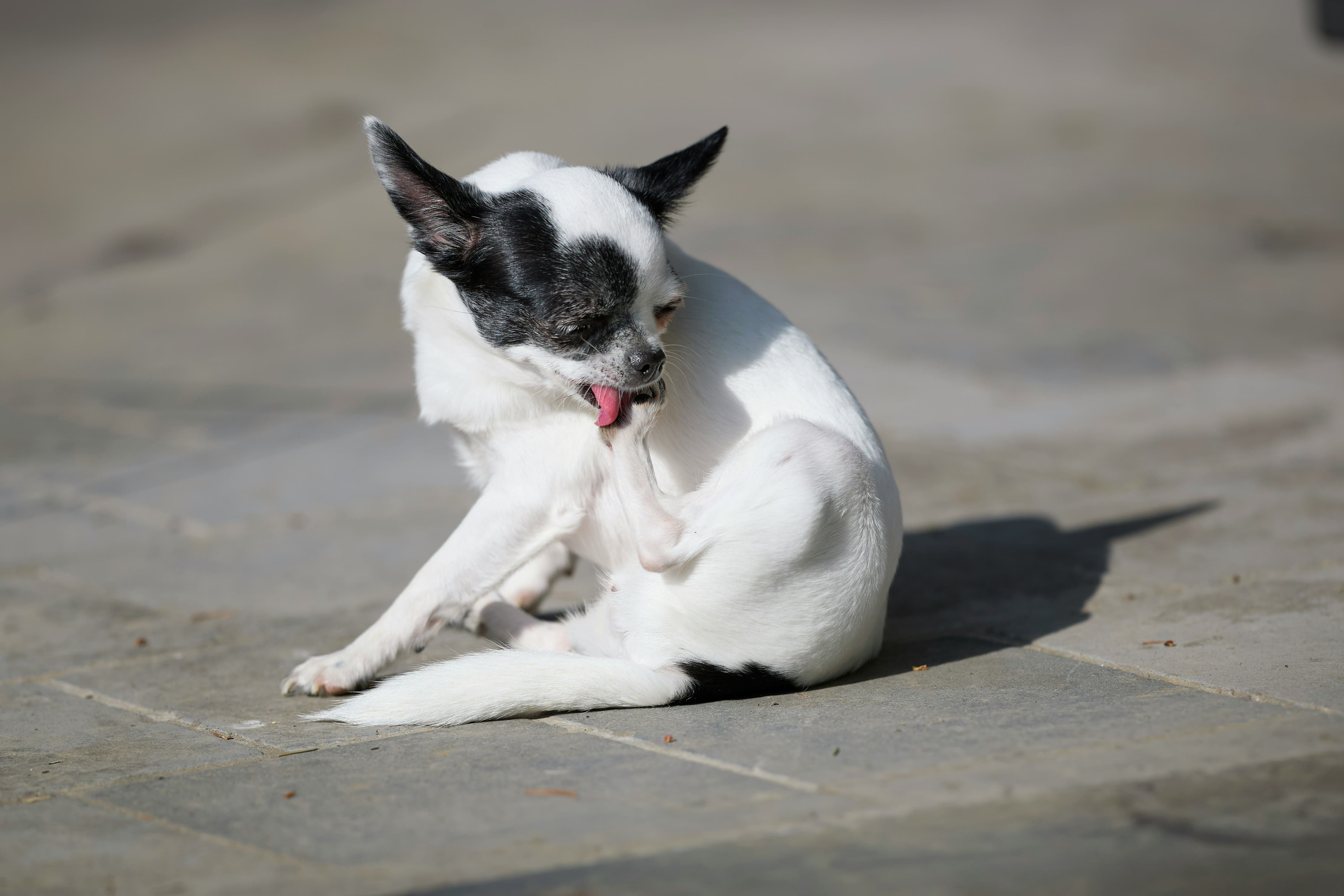 Dog Itching