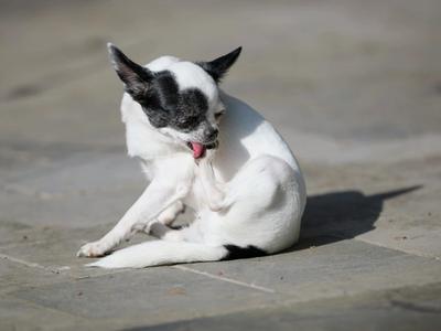 Dog Itching