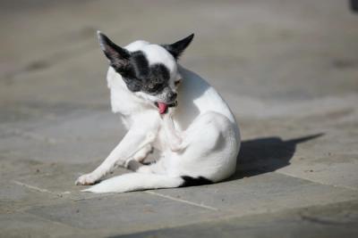 Dog Itching