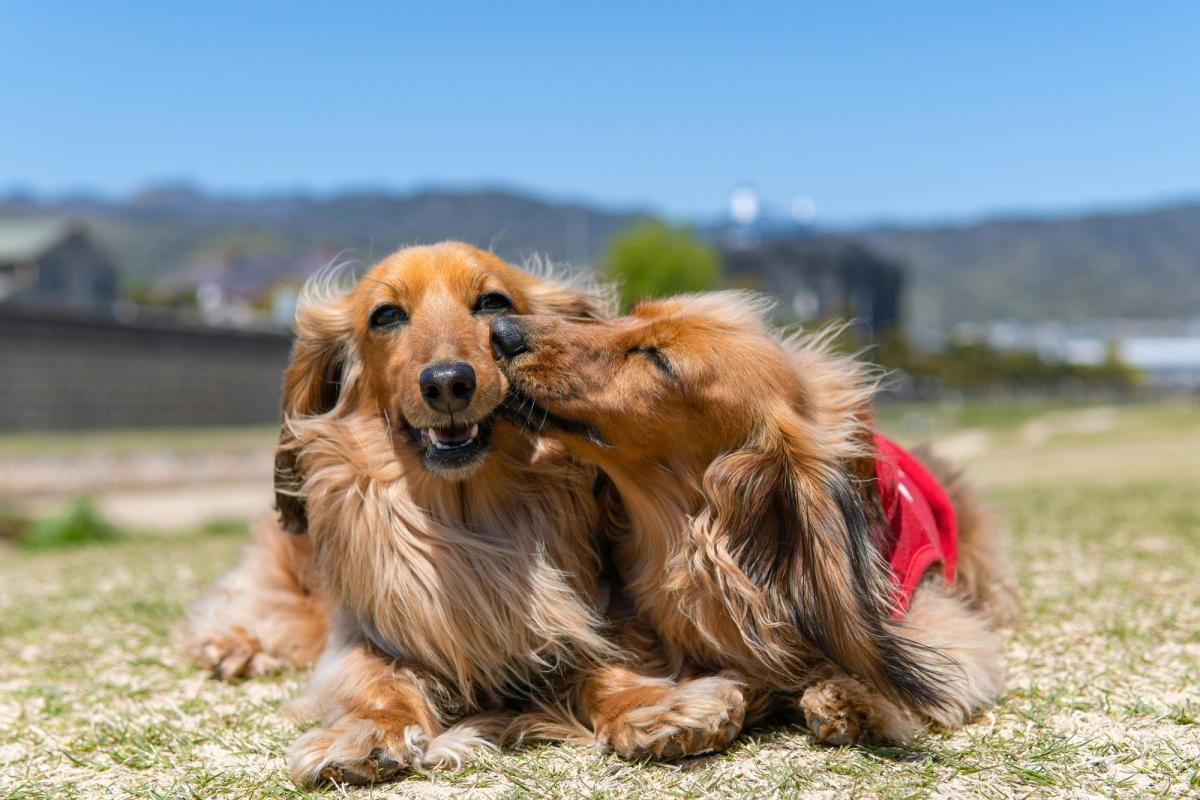 dogs