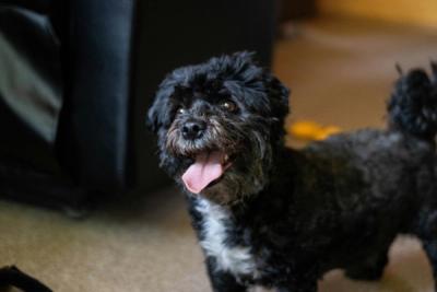 black dog looks at the camera