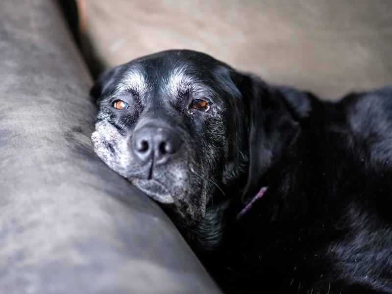 Dogs Are Living Longer Than Ever. 45 Million U.S. Pets Are Now Seniors