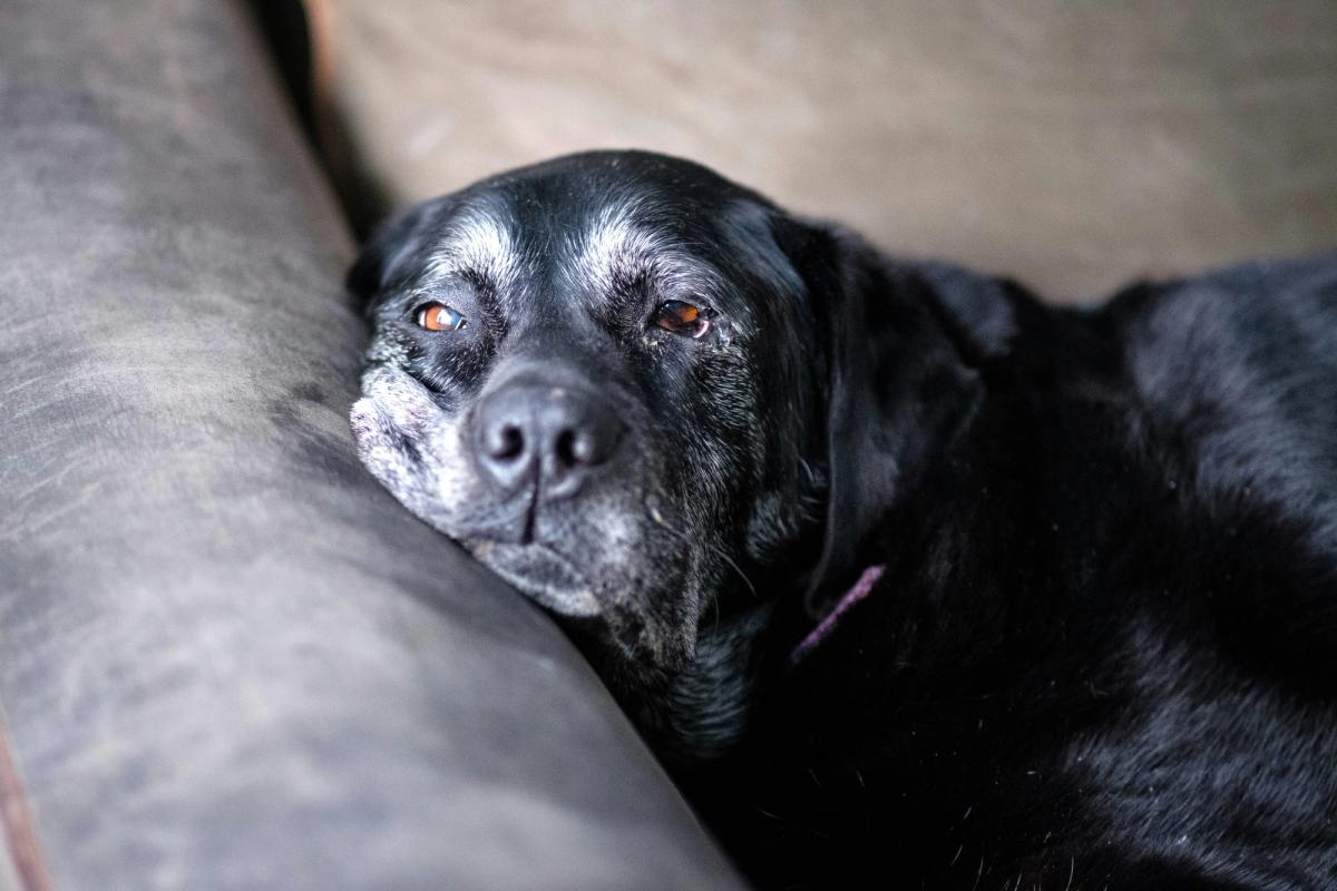 Dogs Are Living Longer Than Ever. 45 Million U.S. Pets Are Now Seniors