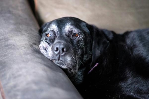 Dogs Are Living Longer Than Ever. 45 Million U.S. Pets Are Now Seniors