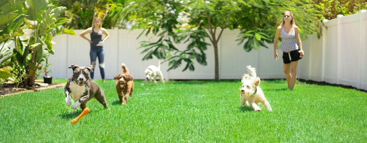 4 Million New Dog Homes in One Year. Meet the Generation Nobody Saw Coming