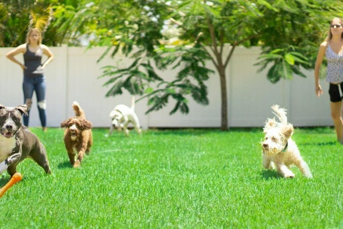4 Million New Dog Homes in One Year. Meet the Generation Nobody Saw Coming