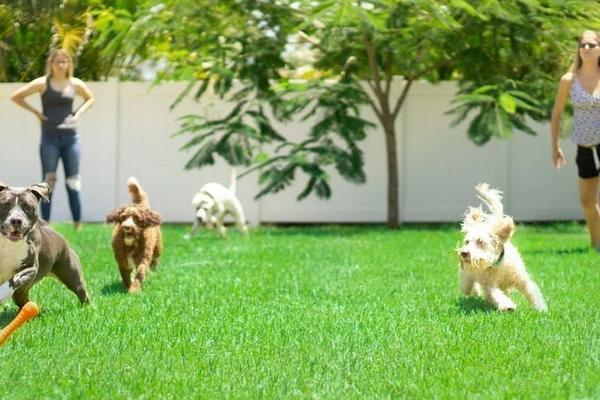 4 Million New Dog Homes in One Year. Meet the Generation Nobody Saw Coming