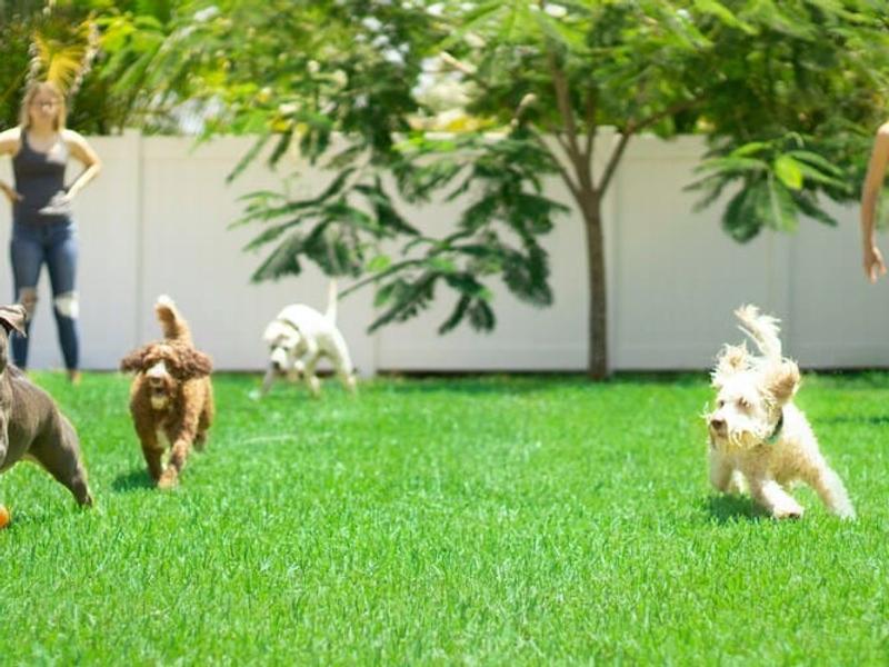 4 Million New Dog Homes in One Year. Meet the Generation Nobody Saw Coming