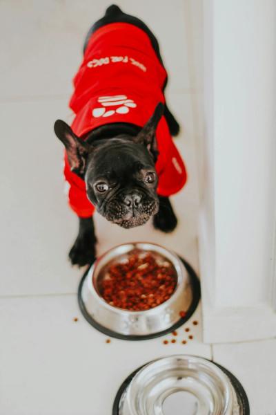 dog eats