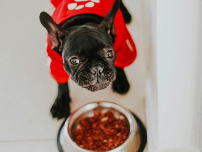 dog eats
