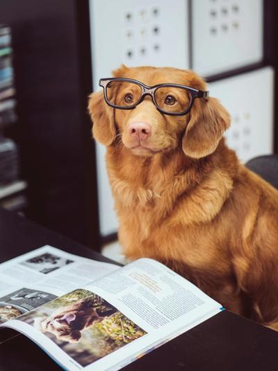 Dog Training