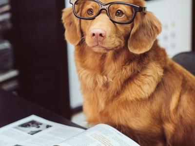 Dog Training