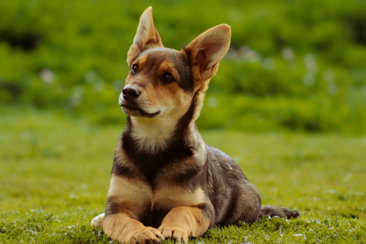 dog lies on the grass